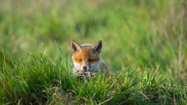 Şirin Kızıl Tilki (Vulpes vulpes) mağaranın yanındaki çimlerin üzerinde yatıyor.