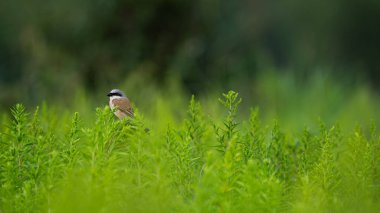 Kırmızı sırtlı Shrike (Lanius collurio) çayırdaki bitkinin üzerine tünedi.