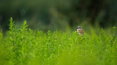 Kırmızı sırtlı Shrike (Lanius collurio) çayırdaki bitkinin üzerine tünedi.