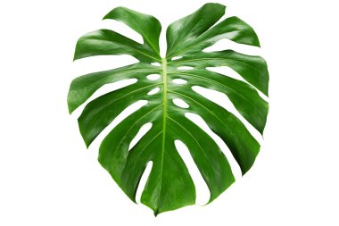 Beyaz arkaplanda kırpma yolu olan yeşil canavar yaprağı