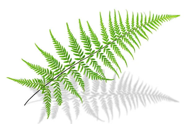 Fresh green fern leaf,  Pityrogramma calomelanos  Link, silverback fern ,  on white background with clipping path