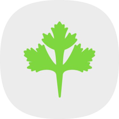 Cilantro yaprak simgesi, vektör illüstrasyonu beyaz arkaplanda izole edildi 