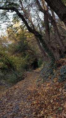 Ağaçlar ve sarmaşıklarla çevrili sonbahar yapraklarıyla kaplı dar bir orman yolu..