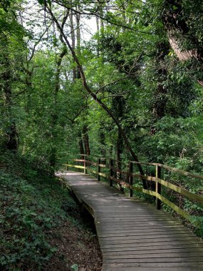 Huzurlu orman yolu, yeşilliğe giden ahşap bir patika. Uzun ağaçların arasından süzülen güneş ışığı çevre dostu turizm, sakinlik ve doğa ile bağlantı için mükemmel sakin bir atmosfer yaratır..