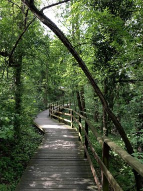 Güneşli bir günde yemyeşil bir ormanda kıvrılan manzaralı ahşap kaldırım. Yoğun ağaçlar ve canlı yapraklarla çevrili sakin bir doğa yolu rahatlama, ekolojik seyahat ve açık hava keşfi teması için idealdir..