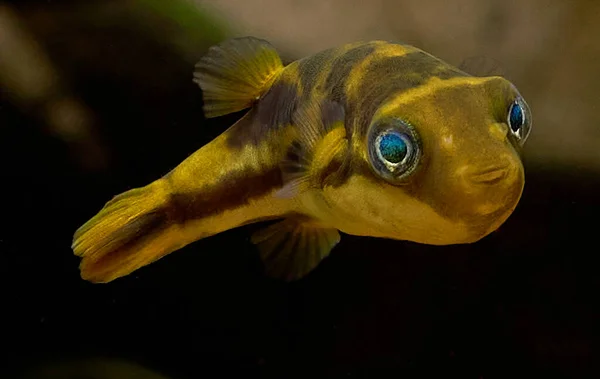 Cüce Kirpi Balığı Yakın Plan Çekiminde Izole Edilmiş — Stok fotoğraf