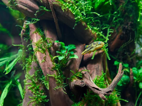 大きな根と苔を持つ淡水植え水族館のドワーフフグ — ストック写真