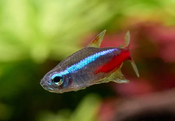 Closeup Blue Neon Tetra Fish Isolated Blurred Plant Background Royalty Free Stock Photos