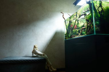 Oyuncak bir tavşan karanlık bir odada bir puf üzerinde oturur ve canlı akvaryum bitkileriyle güzel tatlı su akvaryumuna bakar, Frodo taşları, kırmızı moor kökleri Java yosunlarıyla kaplıdır..