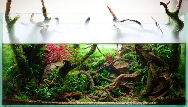 Krásné Sladkovodní Akvárium Mlhou Živé Akvarijní Rostliny Frodo Kameny Červenomorové — Stock fotografie