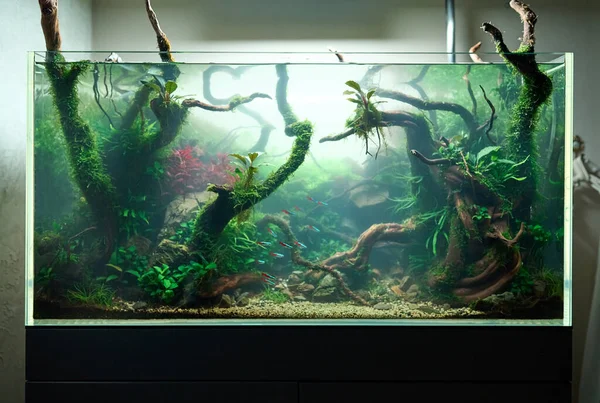 Molnigt Vatten Akvarium Bakteriell Blomning Vackra Sötvatten Aquascape Med Levande — Stockfoto