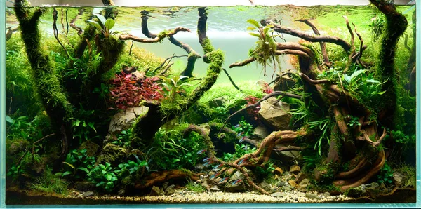 Vackra Sötvatten Aquascape Med Levande Akvarium Växter Frodo Stenar Redmoor — Stockfoto