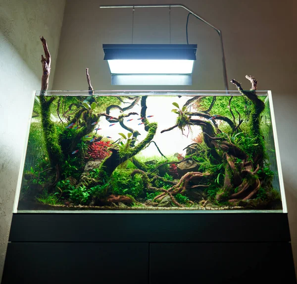 Nádherný Sladkovodní Akvárium Živými Akvarijními Rostlinami Frodo Kameny Červenými Blatníky — Stock fotografie