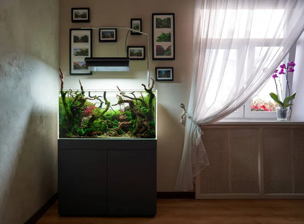 stock image  Beautiful freshwater aquascape with live aquarium plants, Frodo stones, redmoor roots covered by java moss and a school of blue neon tetra fish. Standing in room with window and curtain.