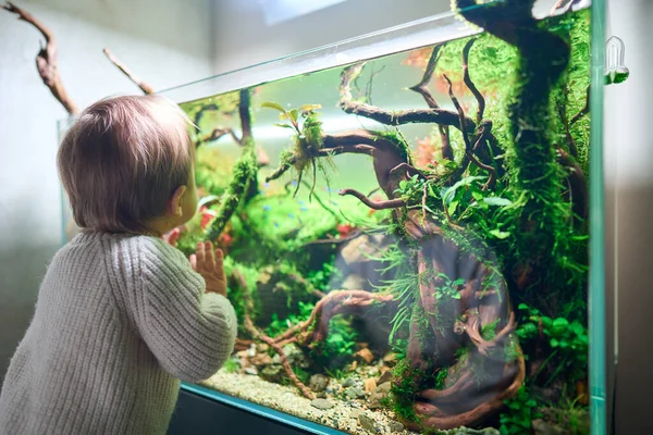 Małe Słodkie Dziecko Dotyka Szklanki Pięknego Słodkowodnego Aquascape Żywych Roślin — Zdjęcie stockowe