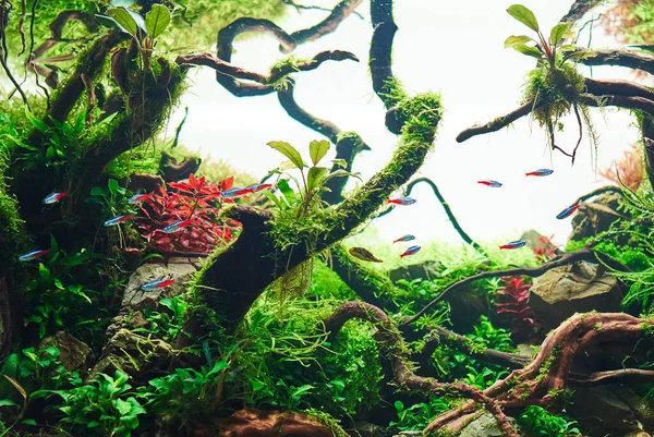 Beau Paysage Eau Douce Avec Des Plantes Aquarium Vivant Des — Photo
