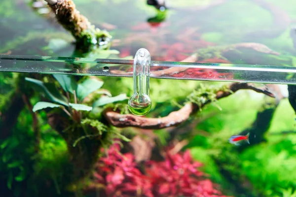 Glass Hang Co2 Akvarium Droppe Checker För Att Övervaka Optimal — Stockfoto