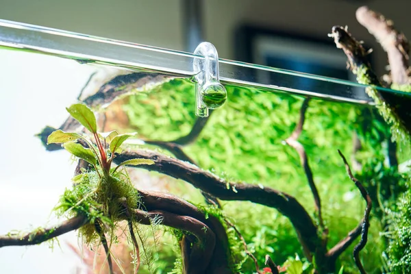 stock image Glass hang-on CO2 aquarium drop checker for monitoring optimal carbon dioxide amount in planted tank.