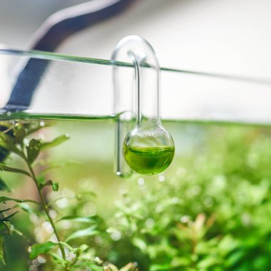 Yerleştirilen tanktaki optimal karbondioksit miktarını izlemek için cam askılı CO2 akvaryum damla denetleyici.