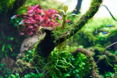 Amano karidesi Caridina Multidentata akvaryum akvaryumunun büyük kökünde bulunur. Yakın çekim..