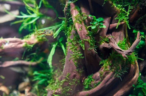Dvärgblåsfisk Sötvattensplanterade Akvarium Med Stora Rötter Och Mossa — Stockfoto