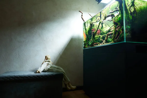 Іграшковий Кролик Сидить Пуфі Темній Кімнаті Дивиться Красивий Прісноводний Акваріум — стокове фото