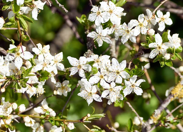 stock image Beautiful white cherry blossom closeup