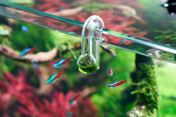 Üvegtartályos Co2 Akvárium Csepegtető Beültetett Tartályban Lévő Szén Dioxid Optimális — Stock Fotó