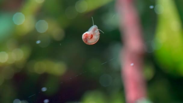Tiny Snail Planorbidae Crawls Freshwater Aquarium Oxygen Bubbles Flying Footage — Αρχείο Βίντεο