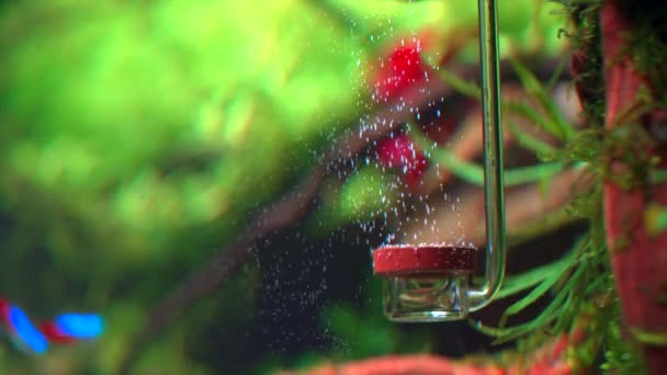 Die Seitenansicht Des Co2 Diffusors Unter Wasser Süßwasser Aquascaping Aquarium — Stockvideo