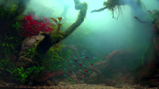 霧の多い水の中でネオンテトラ魚の学校 大きな枝分かれした根とフロド石を持つ水族館を植えました 熱帯霧の水景 曇った水族館 4K映像 — ストック動画