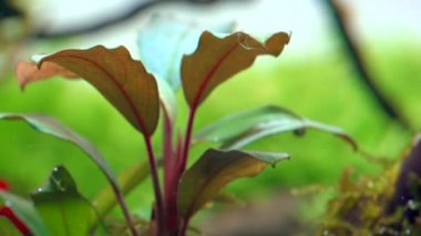 Tropikal tatlı su akvaryumundaki bucephalandra akvaryumuna yakın çekim. 4k görüntü