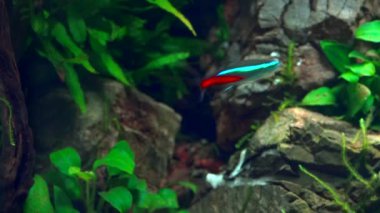 Tropikal su burnundaki bir neon tetra balığı. Frodo taşlarıyla akvaryum diktim. 4k görüntü