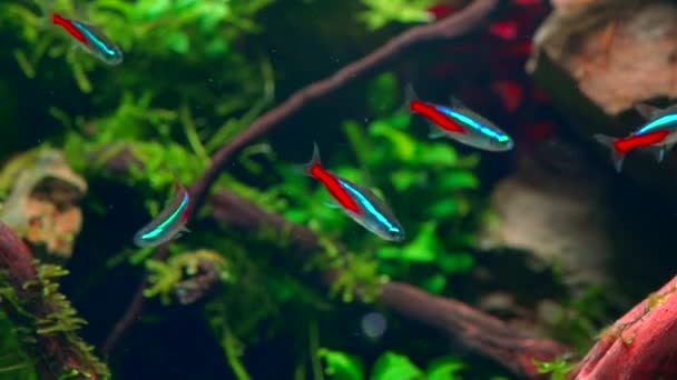 Tropikal Burnundaki Neon Tetra Balığı Okuluna Yakın Çekim Büyük Dallı — Stok video