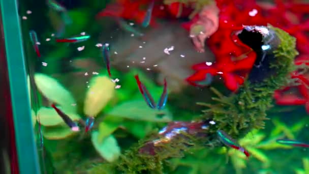 Neon Tetra Balığı Sürüsü Tropikal Sukuşağında Besleniyor Büyük Dallı Köklü — Stok video