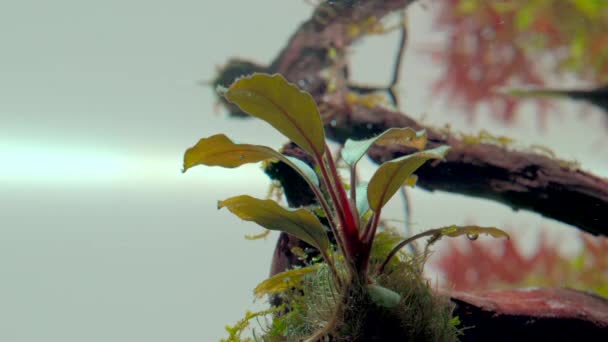 Nahaufnahme Einer Bucephalandra Aquarienpflanze Tropischem Süßwasser Aquascape Ansicht Von Unten — Stockvideo