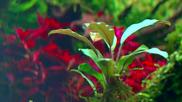 Detailní Záběr Rostliny Bucephalandra Akvária Tropickém Sladkovodním Akváriu Ludwigia Super — Stock video