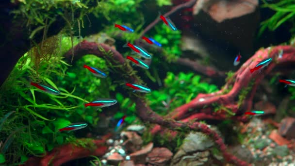 Schwarm Neonfarbener Tetra Fische Tropischer Aquascape Gepflanztes Aquarium Mit Großen — Stockvideo