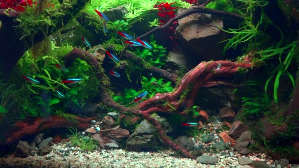 School Neon Tetra Fish Tropical Aquascape Planted Aquarium Big Branched — Stock Video
