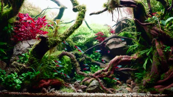 熱帯水景のネオンテトラ魚やフグの学校 大きな枝分かれした根とフロド石を持つ水族館を植えました 4K映像 — ストック動画