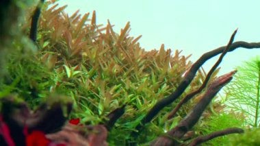 Rotala Seylan, tropikal suburnu içinde. Büyük köklü bir akvaryum. 4k görüntü