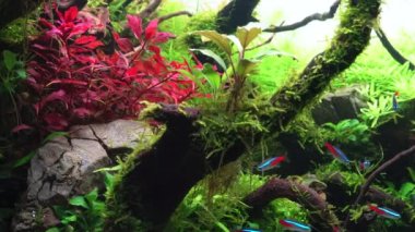 Tropikal su burnundaki neon tetra balığı okuluna yakın çekim. Büyük dallı akvaryum, Frodo taşları ve ludwigia süper kırmızı. 4k görüntü