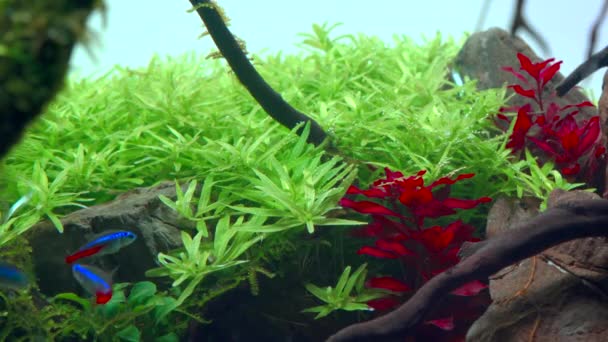 Rotalagrünn Tropischer Aquascape Gepflanztes Aquarium Mit Großen Wurzeln Und Frodo — Stockvideo