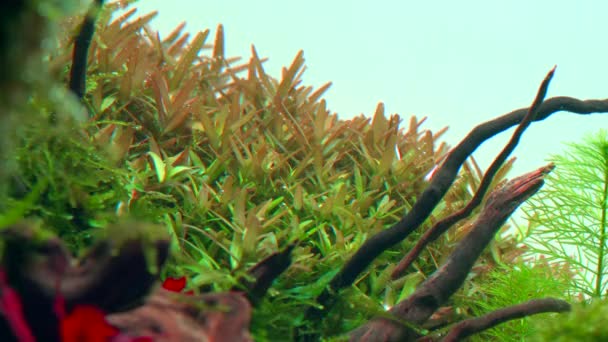 Rotala Cejlonová Tropickém Vodním Plášti Zasazené Akvárium Velkými Kořeny Záběry — Stock video