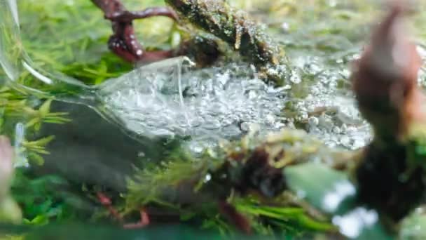Aquarienbelüftung Glaslilie Filter Abfluss Bewegenden Wasseroberfläche Der Tropischen Süßwasser Aquascape — Stockvideo