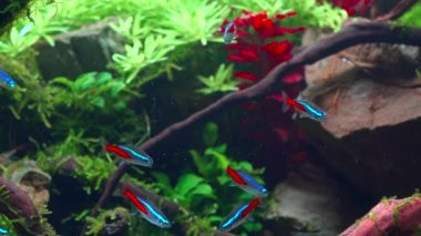 Tropikal su burnundaki neon tetra balığı sürüsü. Büyük dallı köklü ve Frodo taşlı bir akvaryum. 4k görüntü