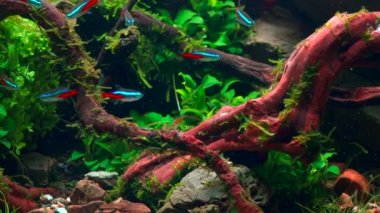 Tropikal su burnundaki neon tetra balığı sürüsü. Büyük dallı köklü ve Frodo taşlı bir akvaryum. 4k görüntü