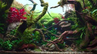 Tropikal su burnundaki neon tetra balığı ve kirpi balığı sürüsü. Büyük dallı köklü ve Frodo taşlı bir akvaryum. 4k görüntü