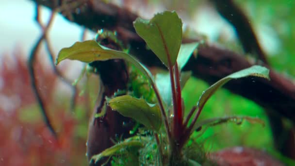 Gros Plan Une Plante Aquarium Bucephalandra Dans Paysage Aquatique Tropical — Video