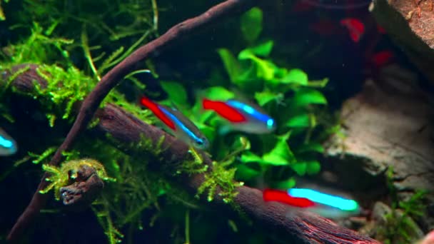 Großaufnahme Eines Schwarms Neonfarbener Tetra Fische Tropischer Aquascape Gepflanztes Aquarium — Stockvideo